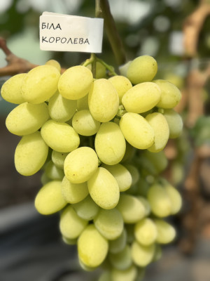 Біла королева(саджанець винограду)