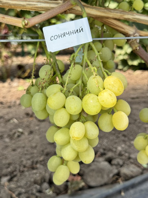 Сонячний(чубук винограду)