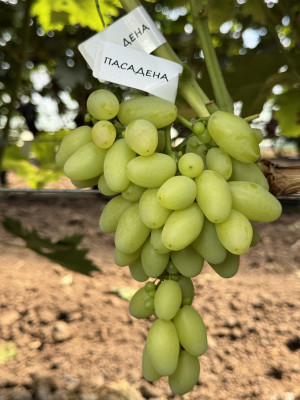 Пасадена(чубук винограду)