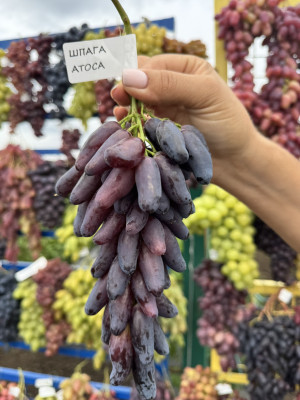 Шпага Атоса(чубук винограду)