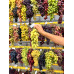 Подяка Цигульову, 4-57(саджанець винограду)