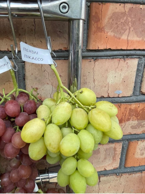 Пензлі Пікассо(саджанець винограду)