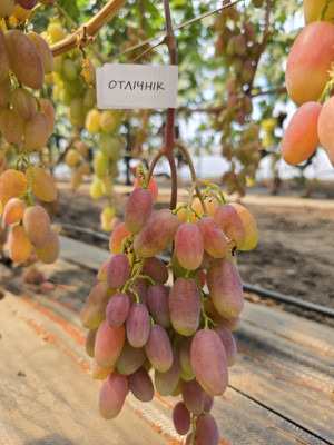 Отлічнік(чубук винограду)