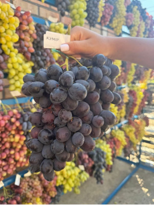 Кумир(саджанець винограду)