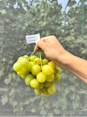 Золоті куполи(саджанець винограду)