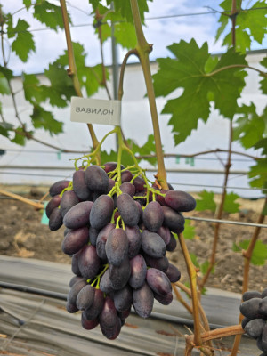 Вавілон(чубук винограду)