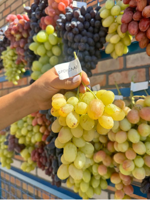 Броніслав (саджанець винограду)