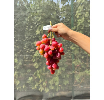 Гламур(саджанець винограду)